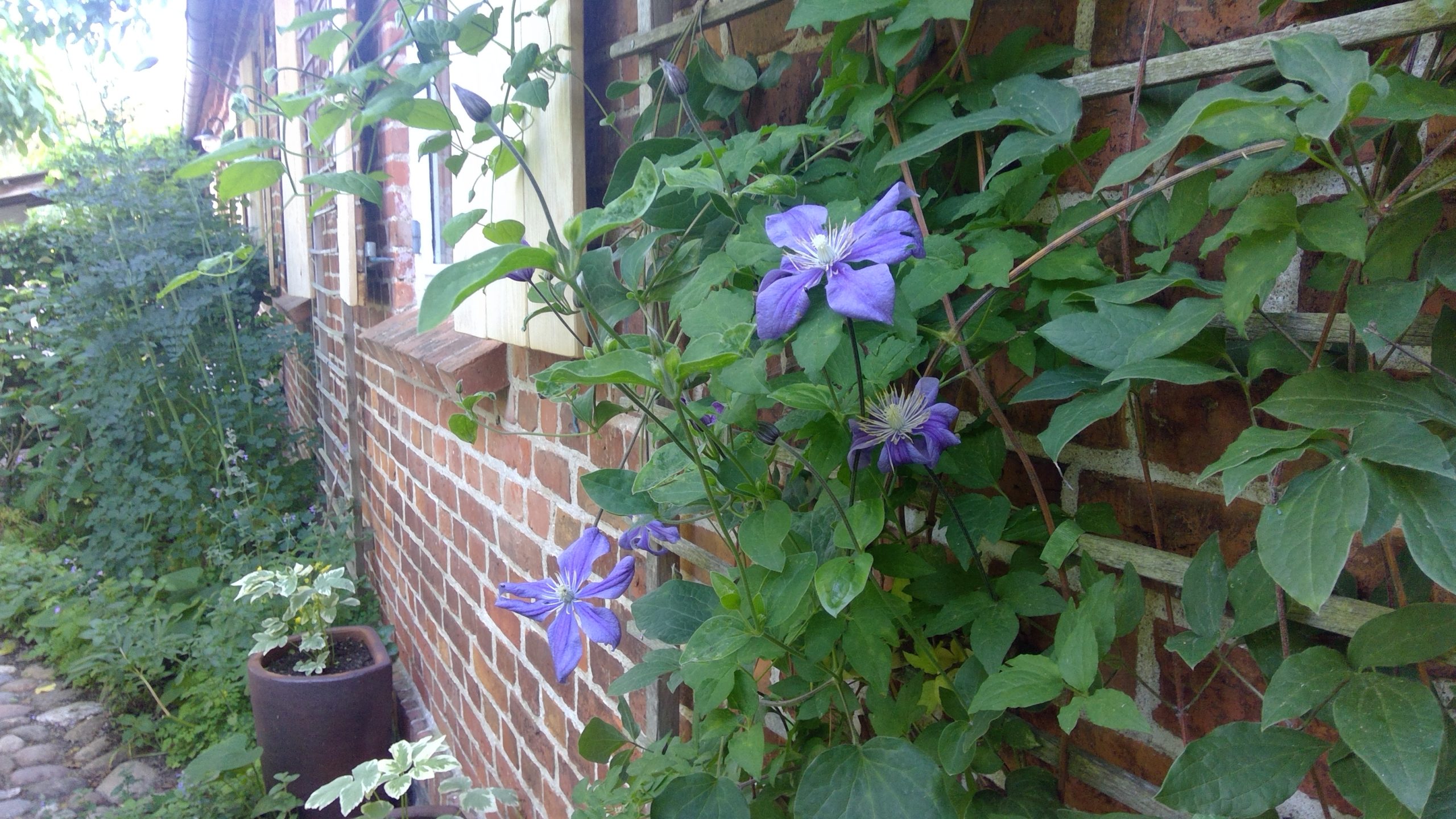 Blühende Clematis rankt sich an der Backsteinwand empor