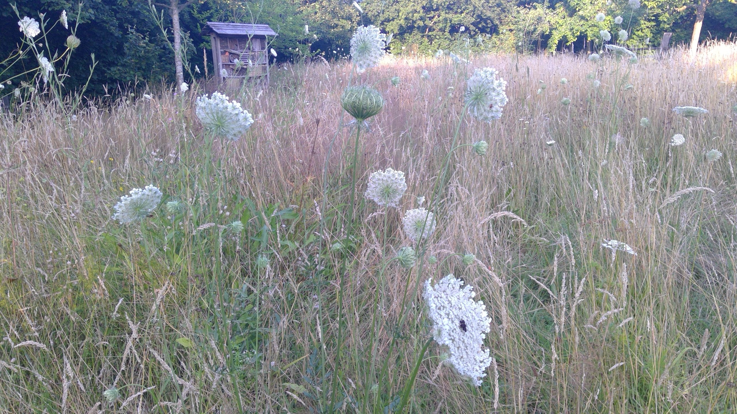 Blumenwiese mit Wilder Möhre