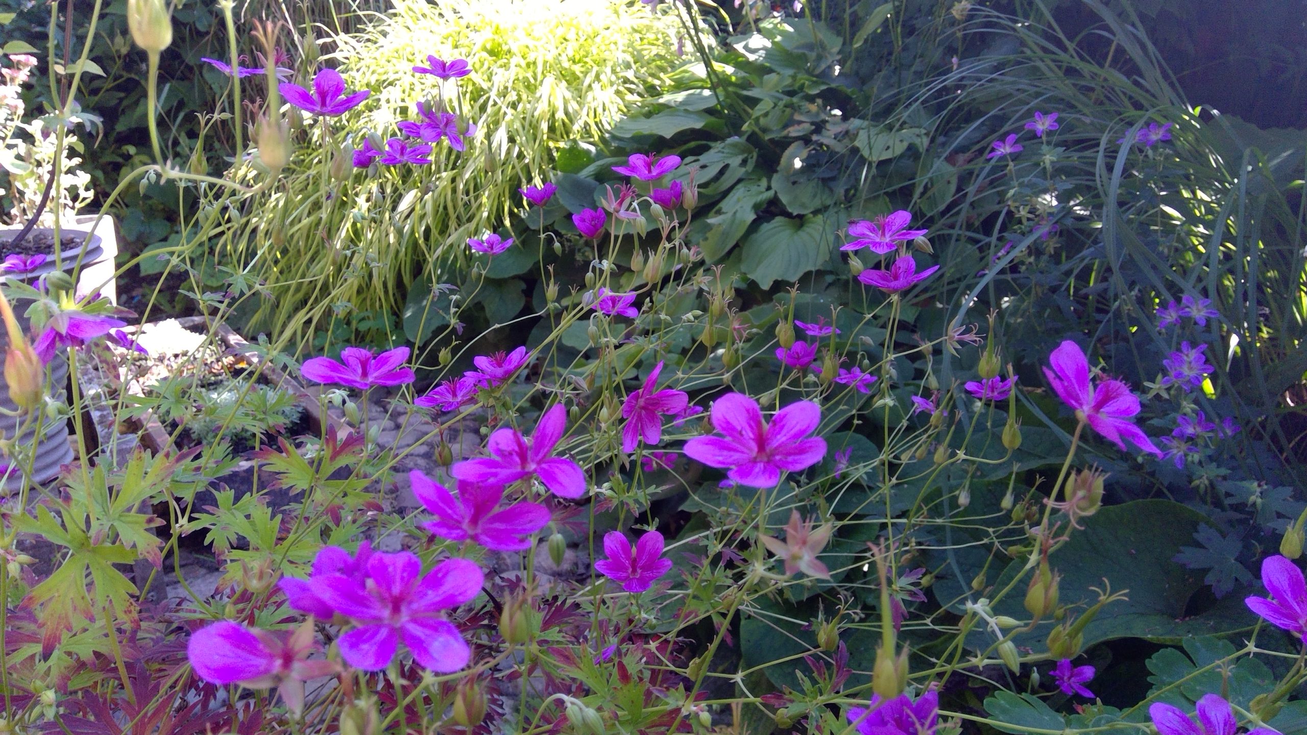 Aparte Geraniumblüten auf dem Hofplatz