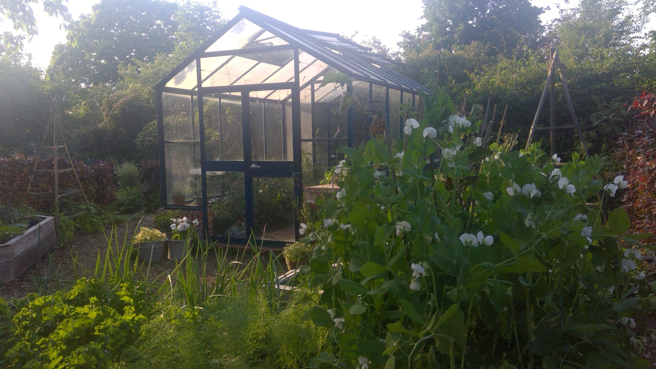 Im Gewächshaus reifen Tomaten.