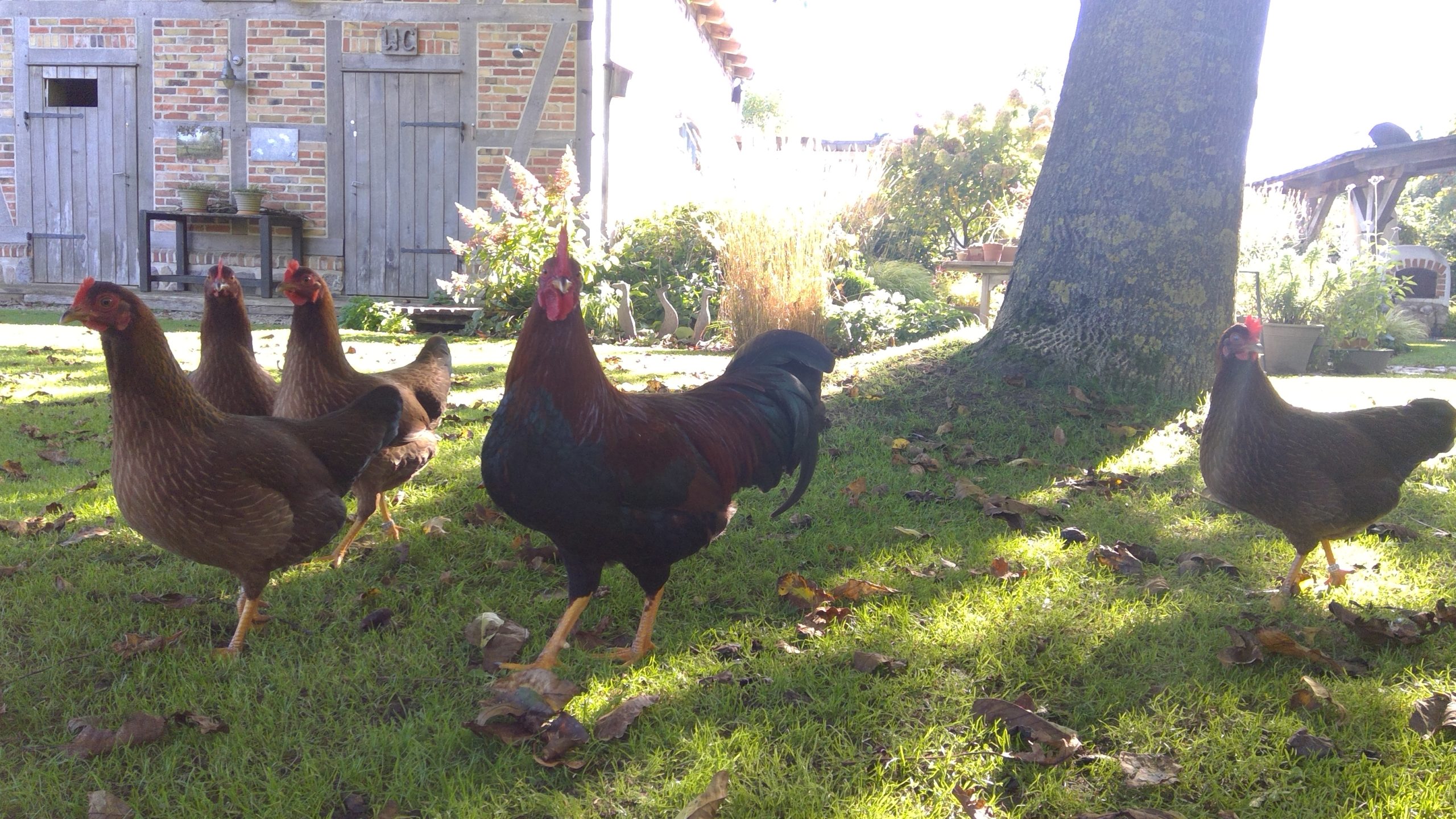 Unsere Nüsse schmecken auch den Hühnern.