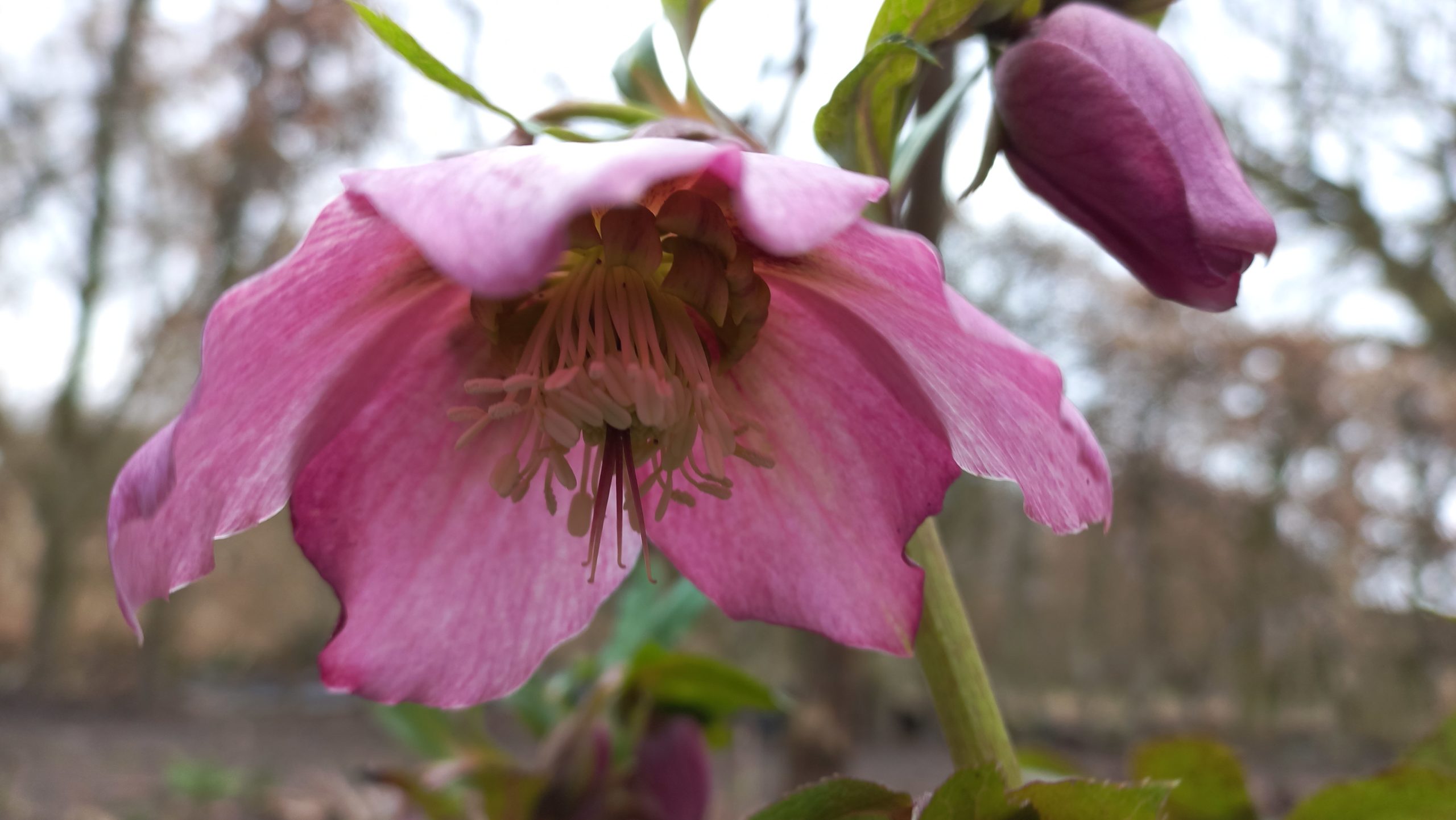 Ungefüllte Lenzrose