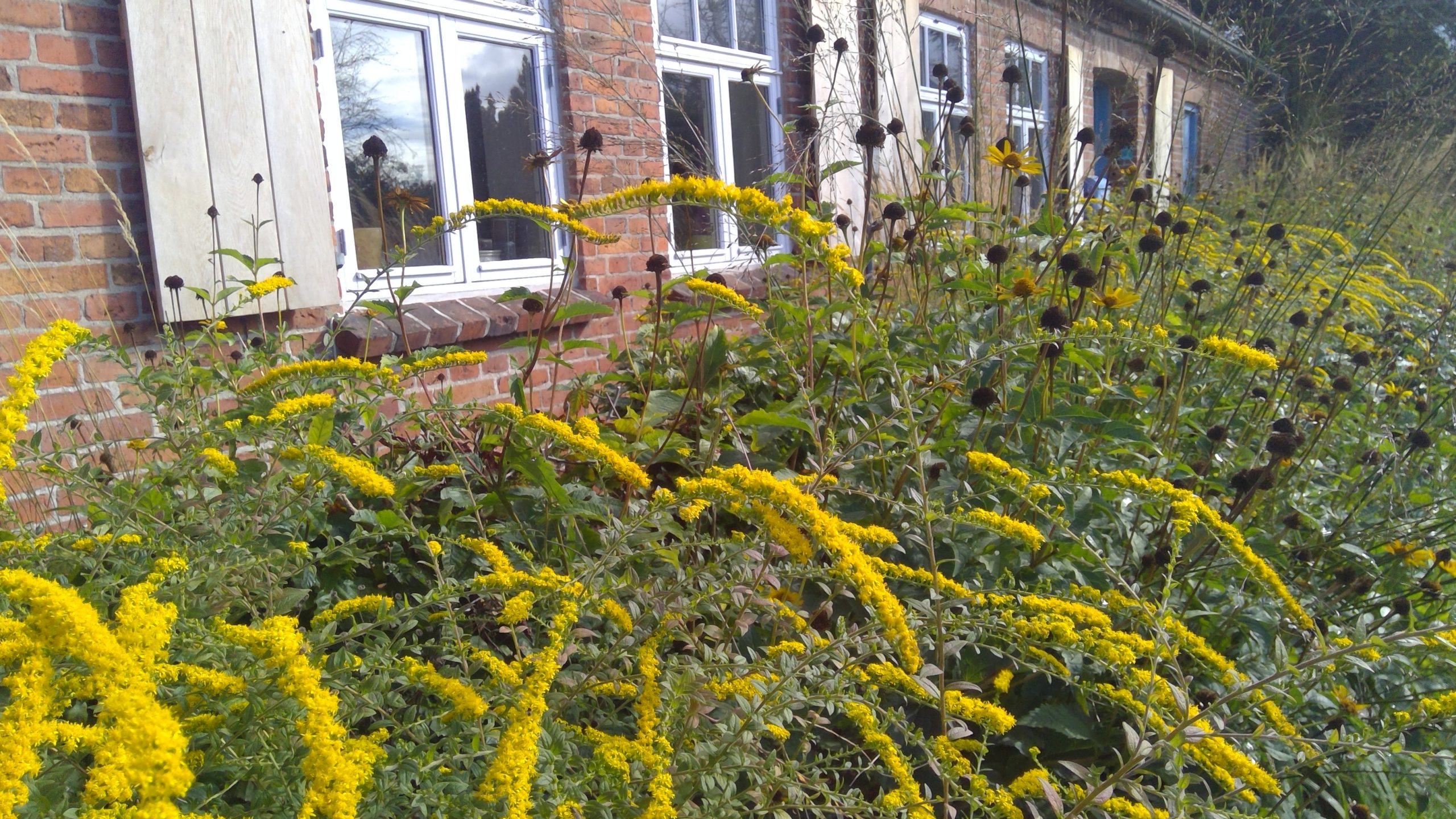 Solidago rugosa Fireworks ist eine aparte Erscheinung.