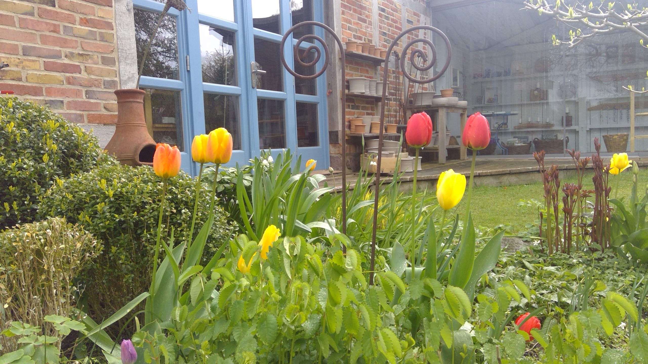 Tulpen im Vorgarten